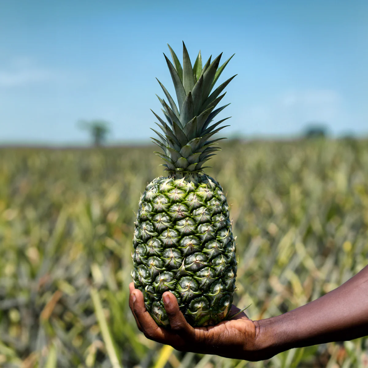 Ananas - ungezuckert - Image 5